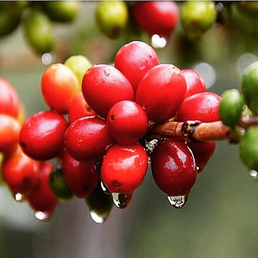 Café para negocios Monte Viejo